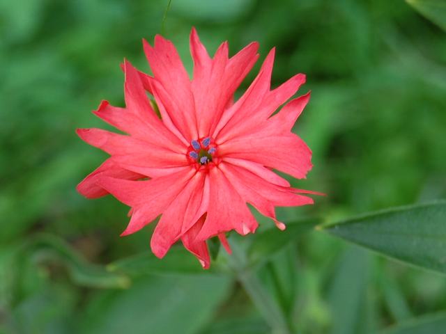 仙翁 センノウ 花の仲間調べ