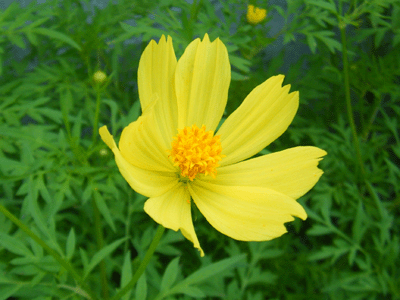 f0008935_1545316.gif