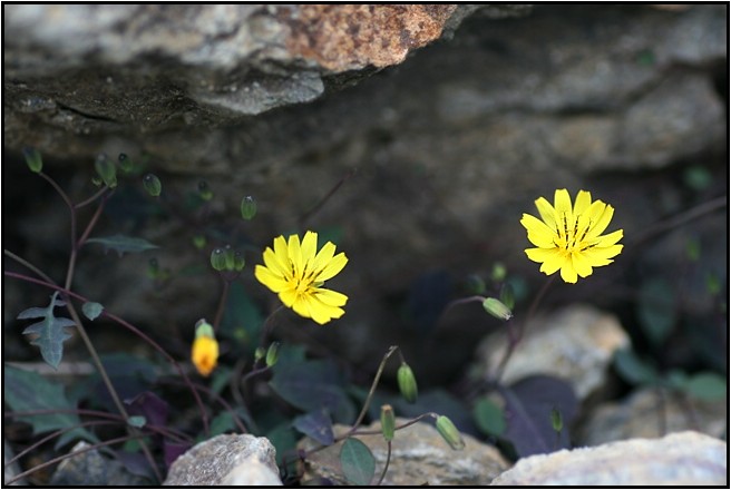 八方尾根の花　　　　　2009.7.23_e0091347_2337282.jpg