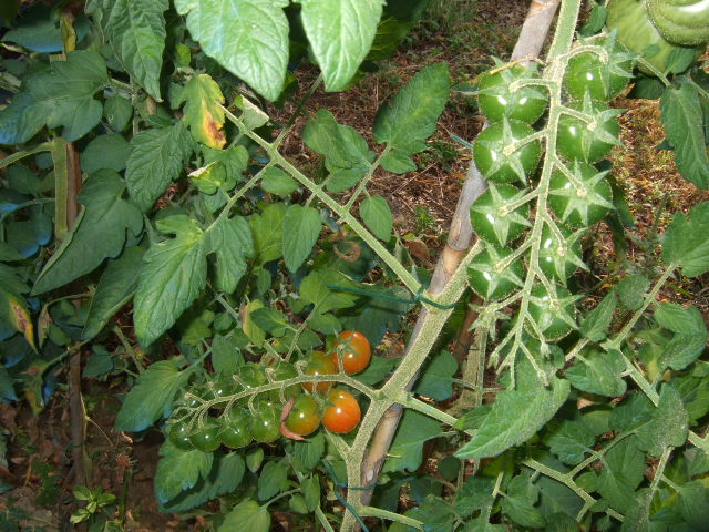 e0104154_15312348.jpg