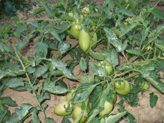 e0104154_15451440.jpg