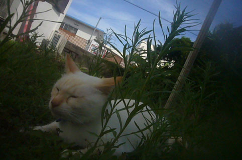 sleeping babies._c0153966_18282424.jpg