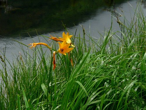 ニセコの花（三）　ゼンテイカ・ヒオウギアヤメ・ワタスゲ_d0084473_21465726.jpg