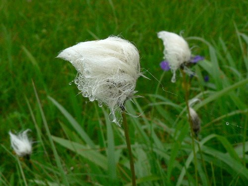 ニセコの花（三）　ゼンテイカ・ヒオウギアヤメ・ワタスゲ_d0084473_21473985.jpg