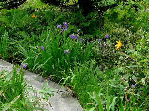 ニセコの花（三）　ゼンテイカ・ヒオウギアヤメ・ワタスゲ_d0084473_2147597.jpg