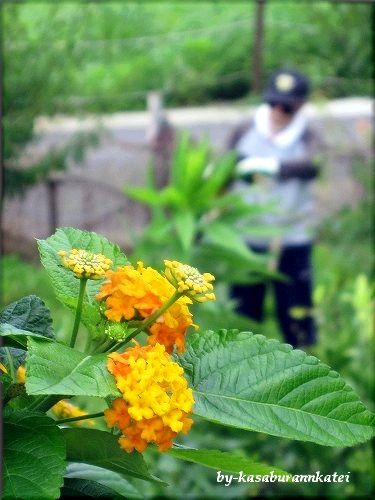 ランタナと の んびり