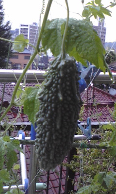 e0054290_10451796.jpg