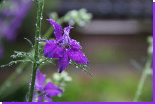 梅雨の時期・・終わってないの＾＾_b0115497_617167.jpg