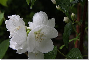 梅雨の時期・・終わってないの＾＾_b0115497_6182140.jpg