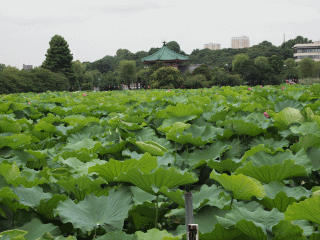 d0133199_18194037.gif