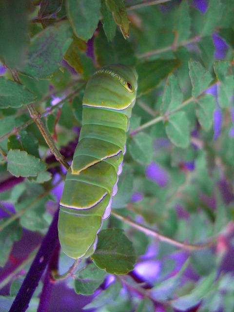 c0125702_1584135.jpg