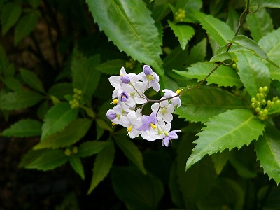 a0123003_1746942.jpg