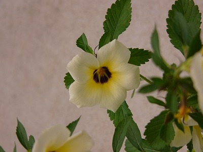 a0123003_18152940.jpg
