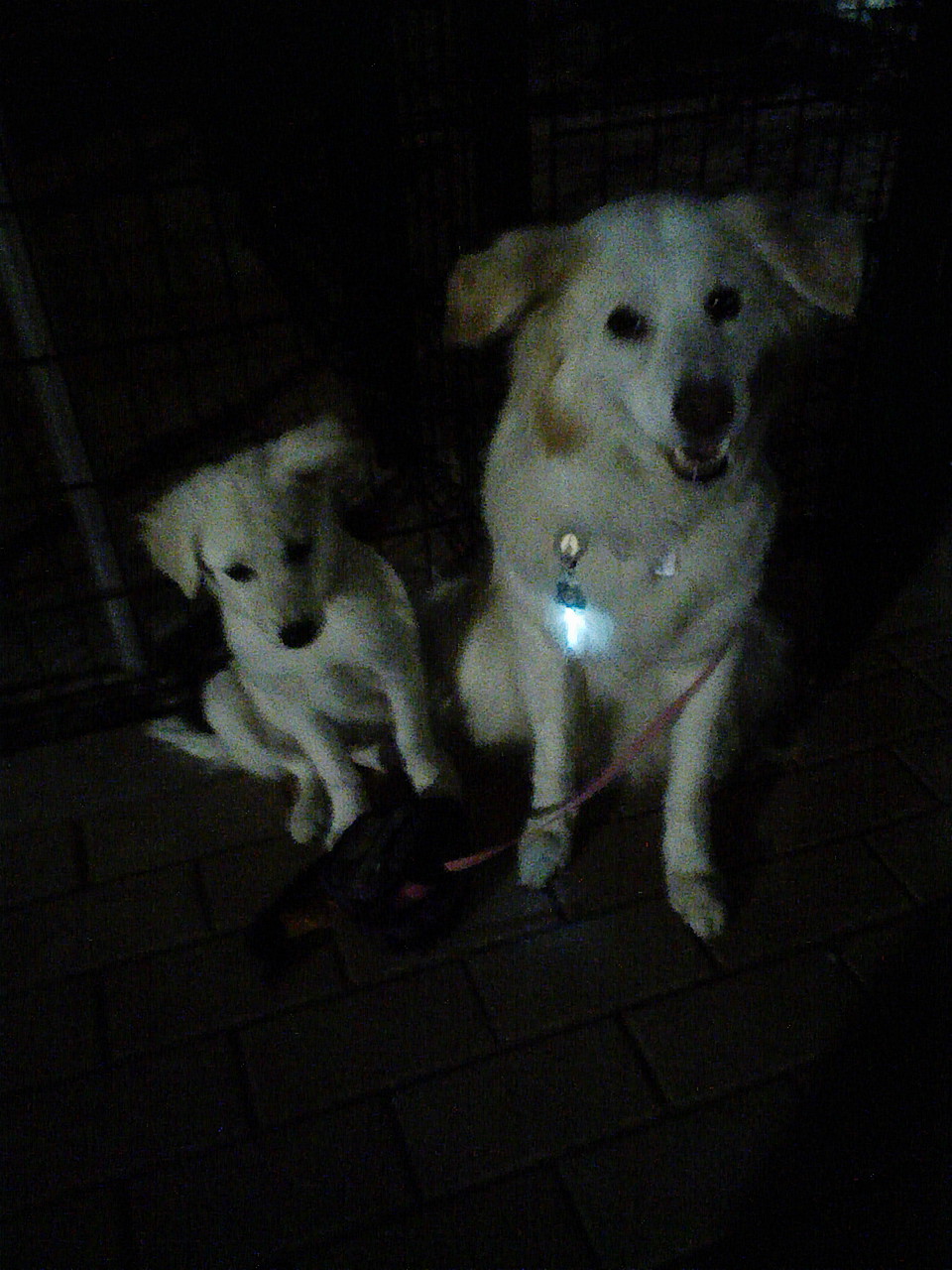 アイラ　母犬になりました！？！　/　Islay became a mother?!_a0032004_23330100.jpg