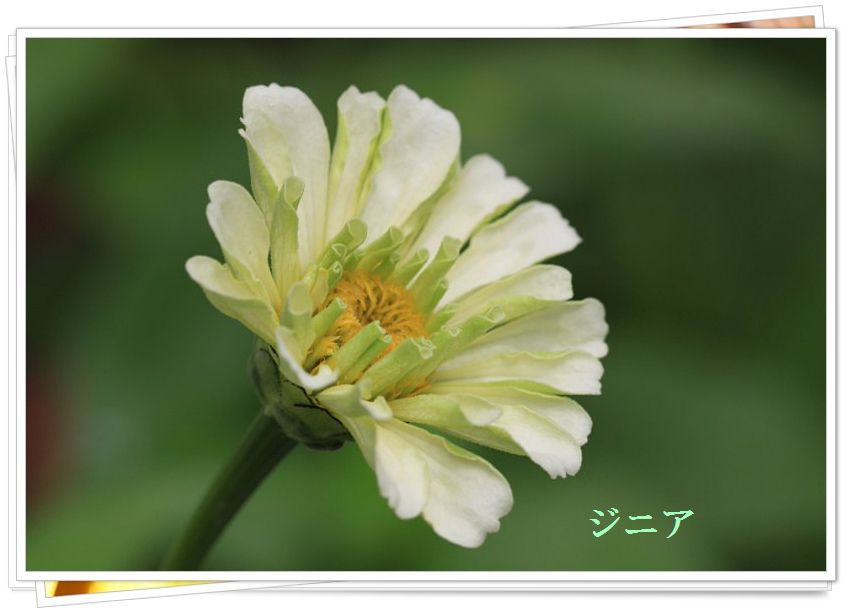 夏の花　アカバナワタ_a0057905_18475456.jpg