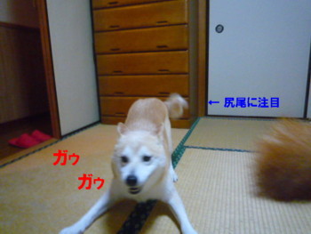 e0131506_150288.jpg