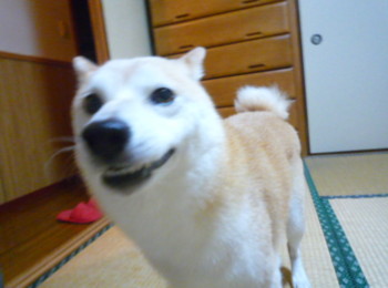 e0131506_1504534.jpg