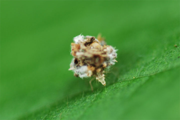 紫陽花の葉の上で 変な虫をみつけました 昆虫ブログ むし探検広場 紫陽花の葉の上で 変な虫をみつけました 昆虫ブログ むし探検広場