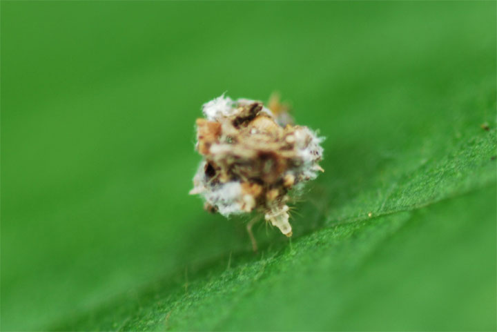 紫陽花の葉の上で 変な虫をみつけました 昆虫ブログ むし探検広場