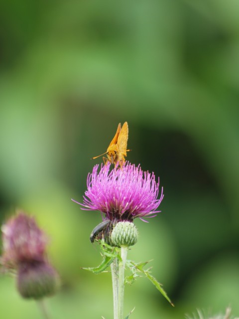 e0074308_16103048.jpg
