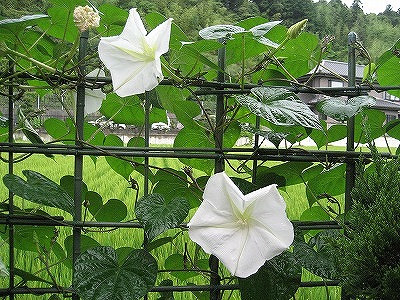 夏の花が咲いています_c0157609_20165827.jpg