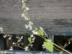 c0190010_12411989.jpg