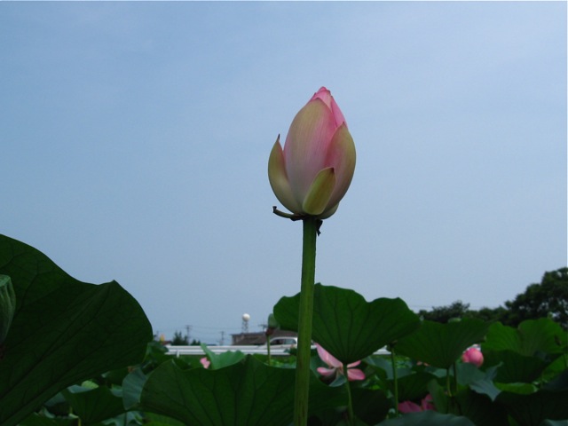 f0143119_20164840.jpg