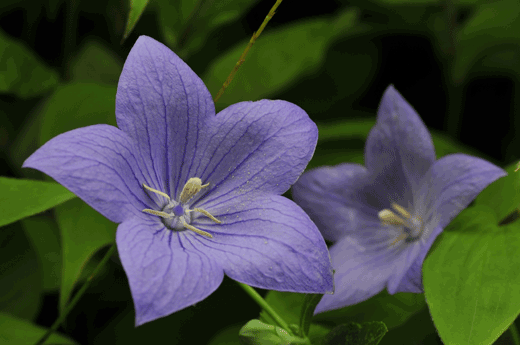 c0093046_9583699.gif