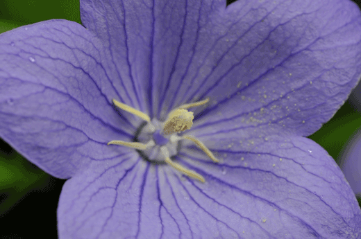c0093046_9585572.gif