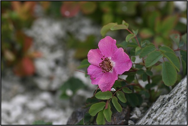 八方尾根の花　　　　　2009.7.23_e0091347_051616.jpg