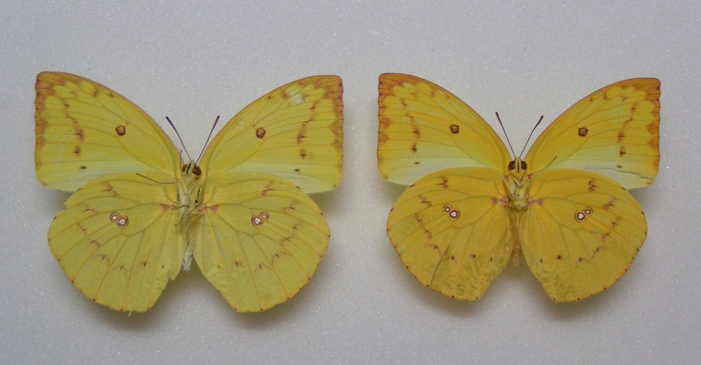 本　高山蝶 高山蝶(田淵行男) / 古本、中古本、古書籍の通販は「日本の