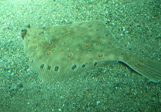 ひなちゃんと水族館へ　その二_f0139963_6262333.jpg