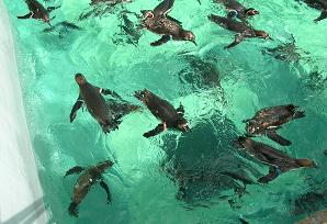 ひなちゃんと水族館へ　その二_f0139963_6455172.jpg