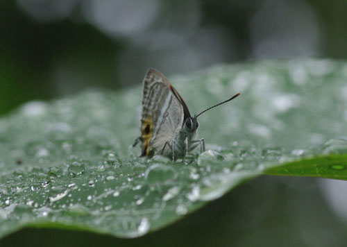 アマゴイの沼_e0167571_21325999.jpg