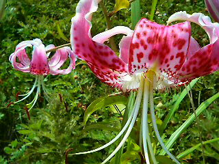 f0016981_10445654.jpg