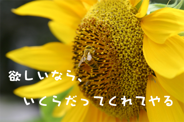 c0007384_8525825.jpg