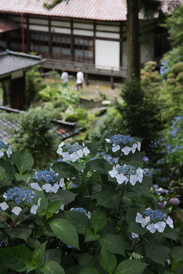 09．07．11：紫陽花尽くし・小坂観音院～深妙寺４_c0007190_1920328.jpg