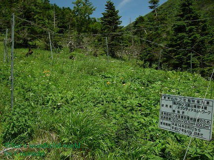 聖平植生復元ボランティア活動　その3_b0075193_13254272.jpg