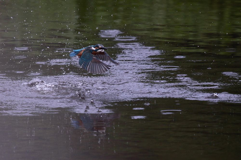 公園のカワセミ／梅干し_b0024798_4271710.jpg