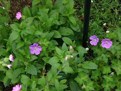 a0123003_16381257.jpg