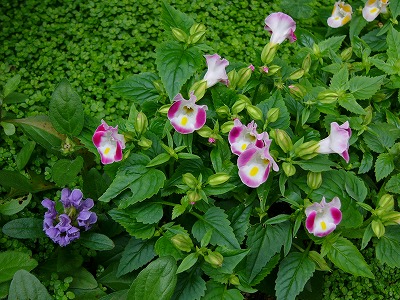 a0123003_16445218.jpg