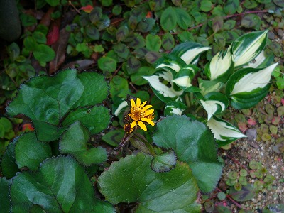 a0123003_164763.jpg