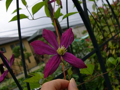 a0123003_1650188.jpg