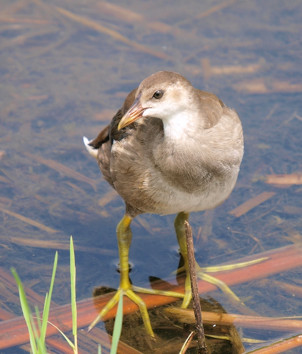 バンの幼鳥_e0156403_1924184.jpg