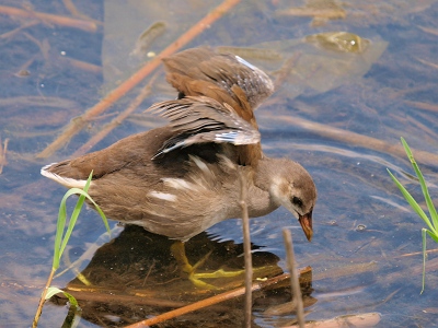 バンの幼鳥_e0156403_19295686.jpg