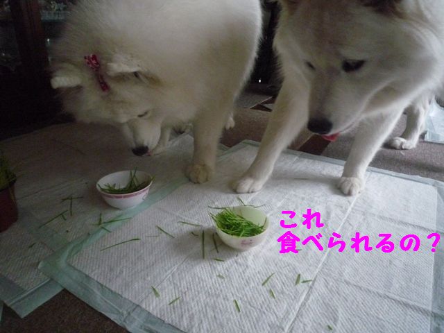 e0018604_823319.jpg