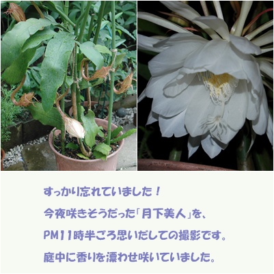 夏 涼しげに・・・_c0051105_0291348.jpg