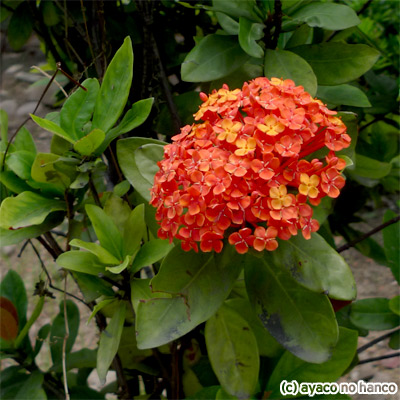 f0079110_214444100.jpg