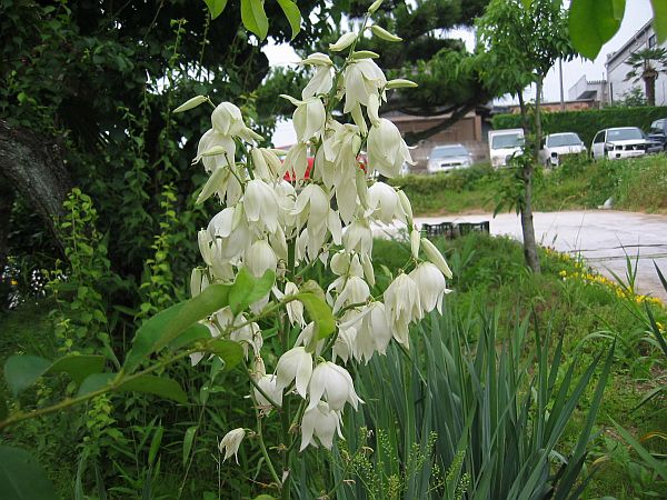 竜舌蘭の開花と新型レガシィの誕生 _f0076731_7455847.jpg