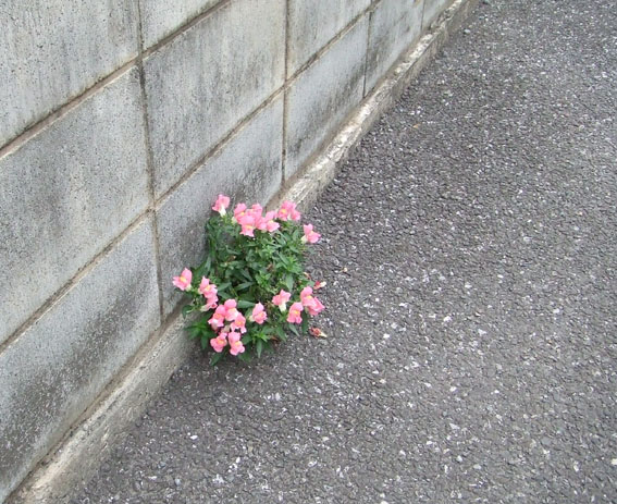 花束道路 晴れときどき 宮尾節子